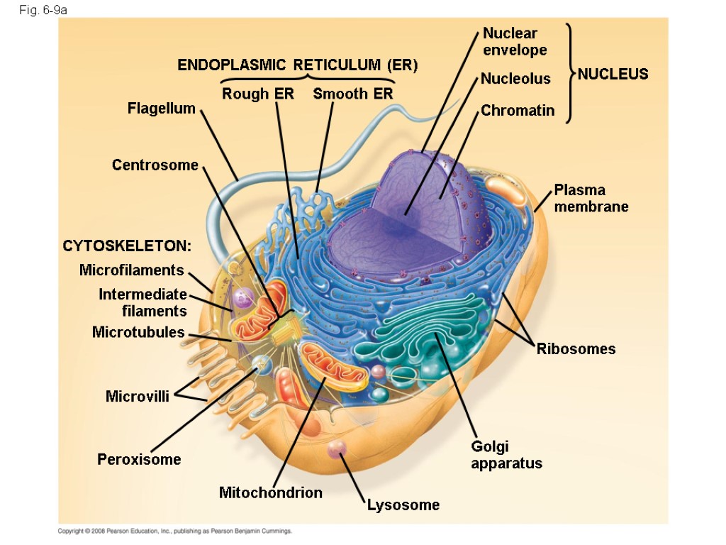 Fig. 6-9a ENDOPLASMIC RETICULUM (ER) Smooth ER Rough ER Flagellum Centrosome CYTOSKELETON: Microfilaments Intermediate